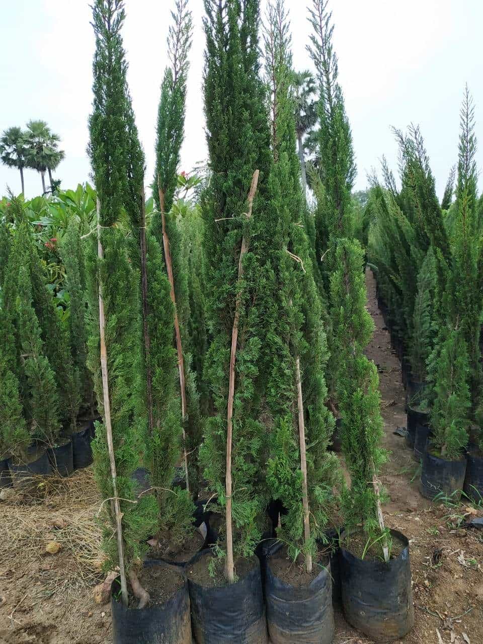 Top Tree Nurseries in Saoner Best Nursery Tree Creepers Nagpur near