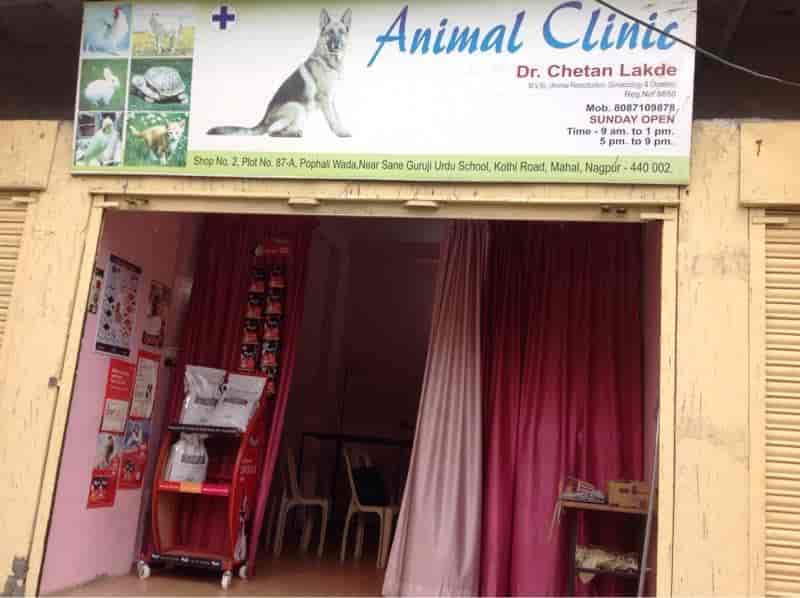 Top Veterinarians In Chhatrapati Nagar Nagpur Best Veterinary