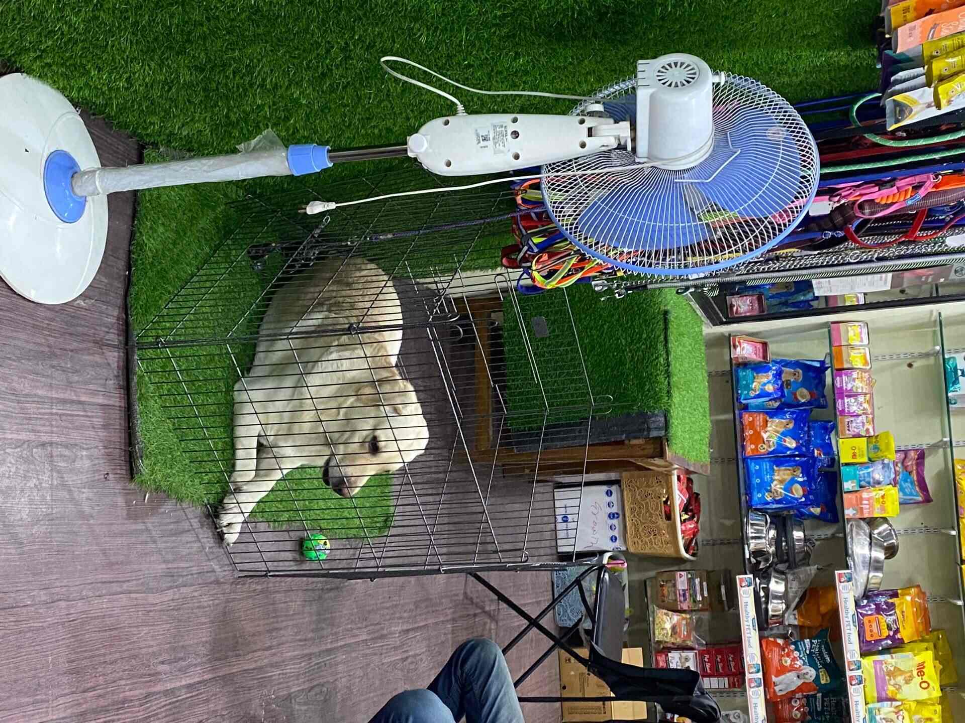 Top Pet Care Takers in Nagpur Best Dog Care Takers Justdial