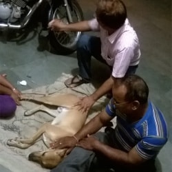 Top Animal Welfare Organisations in Nagpur - Best Ngos For Animal Welfare - Justdial Top Animal Welfare Organisations in Nagpur - Best Ngos For Animal Welfare - Justdial