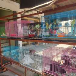 Arranque pet hot sale shop