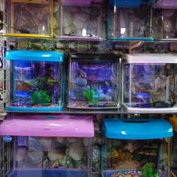 Aquarium Suppliers Fish Tank Dealers Aquarium Plants Chandigarh
