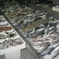 Wholesale shop fish suppliers