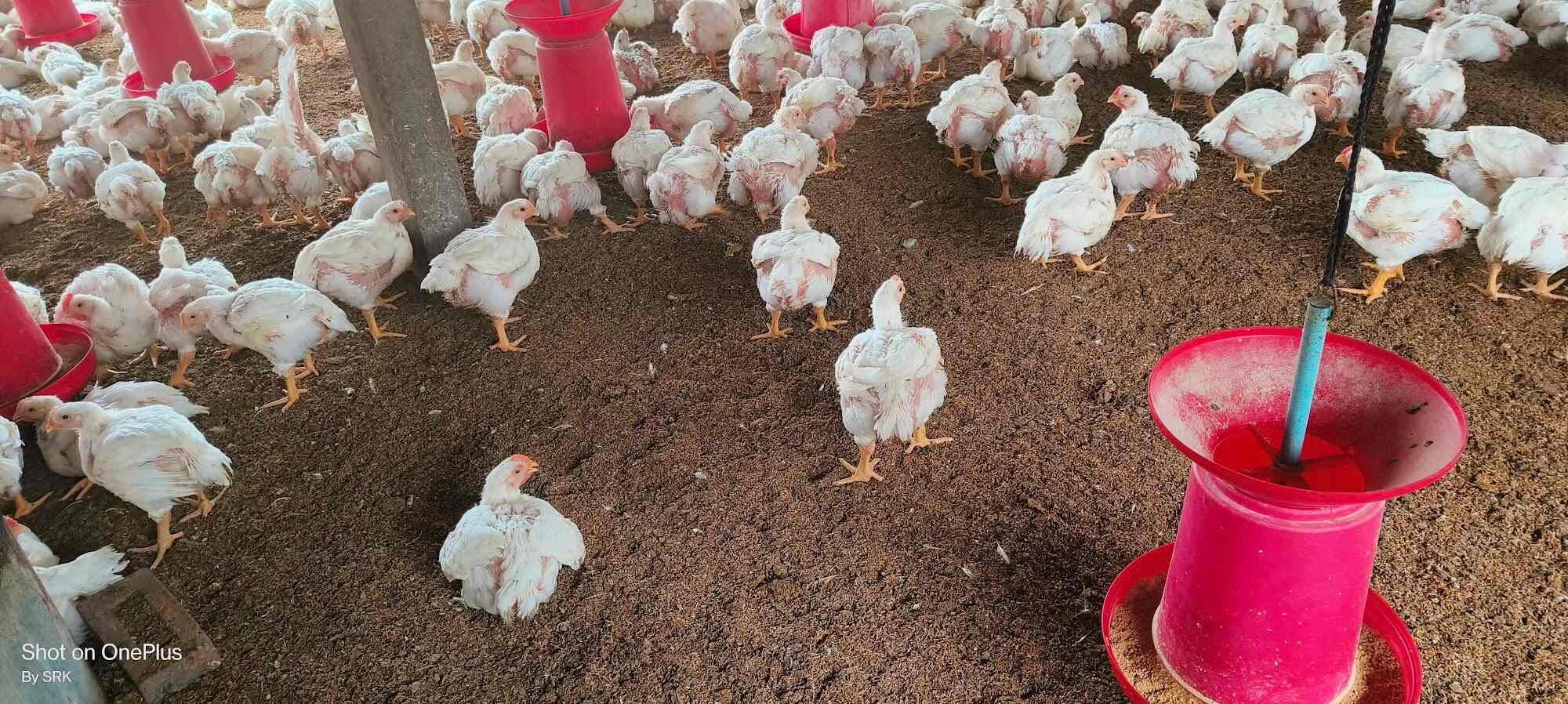 Shahrukh Poultry Farm in Nandurshingote,Nashik Best Poultry Farms in