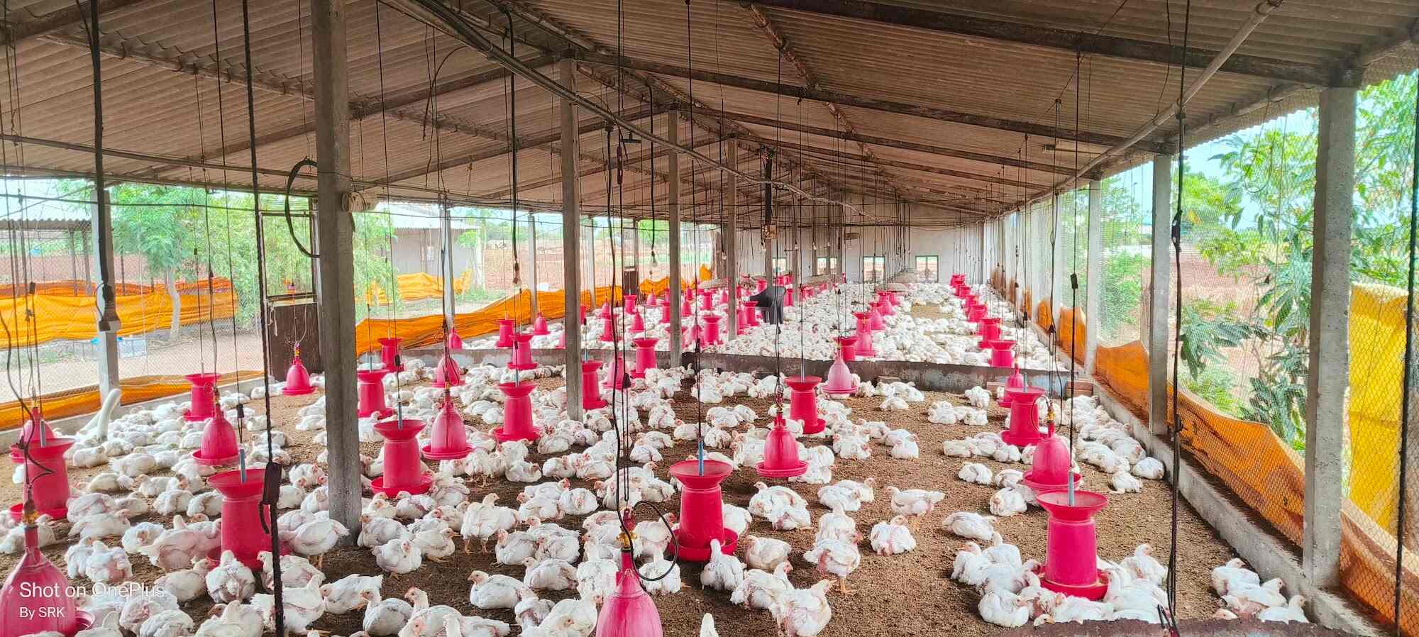 Shahrukh Poultry Farm in Nandurshingote,Nashik Best Poultry Farms in
