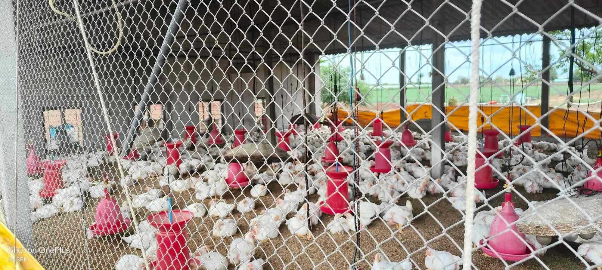 Shahrukh Poultry Farm in Nandurshingote,Nashik Best Poultry Farms in