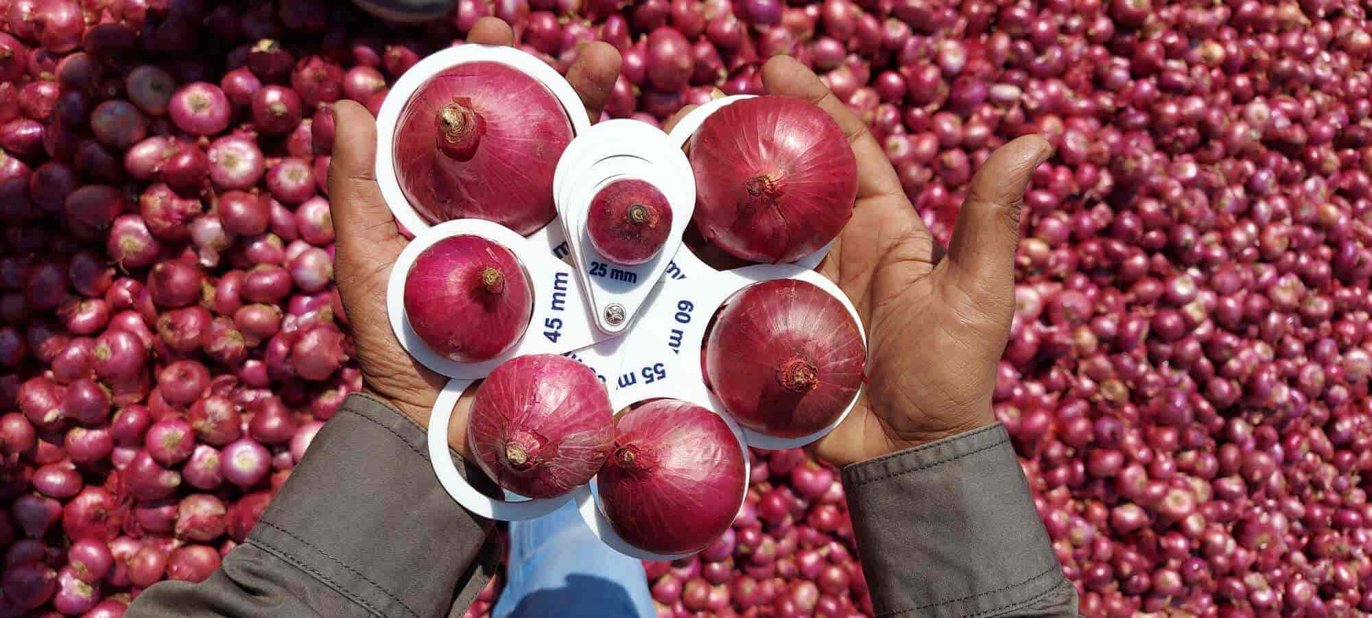onion Retailers in Chandwad, Nashik - onion Suppliers - Justdial