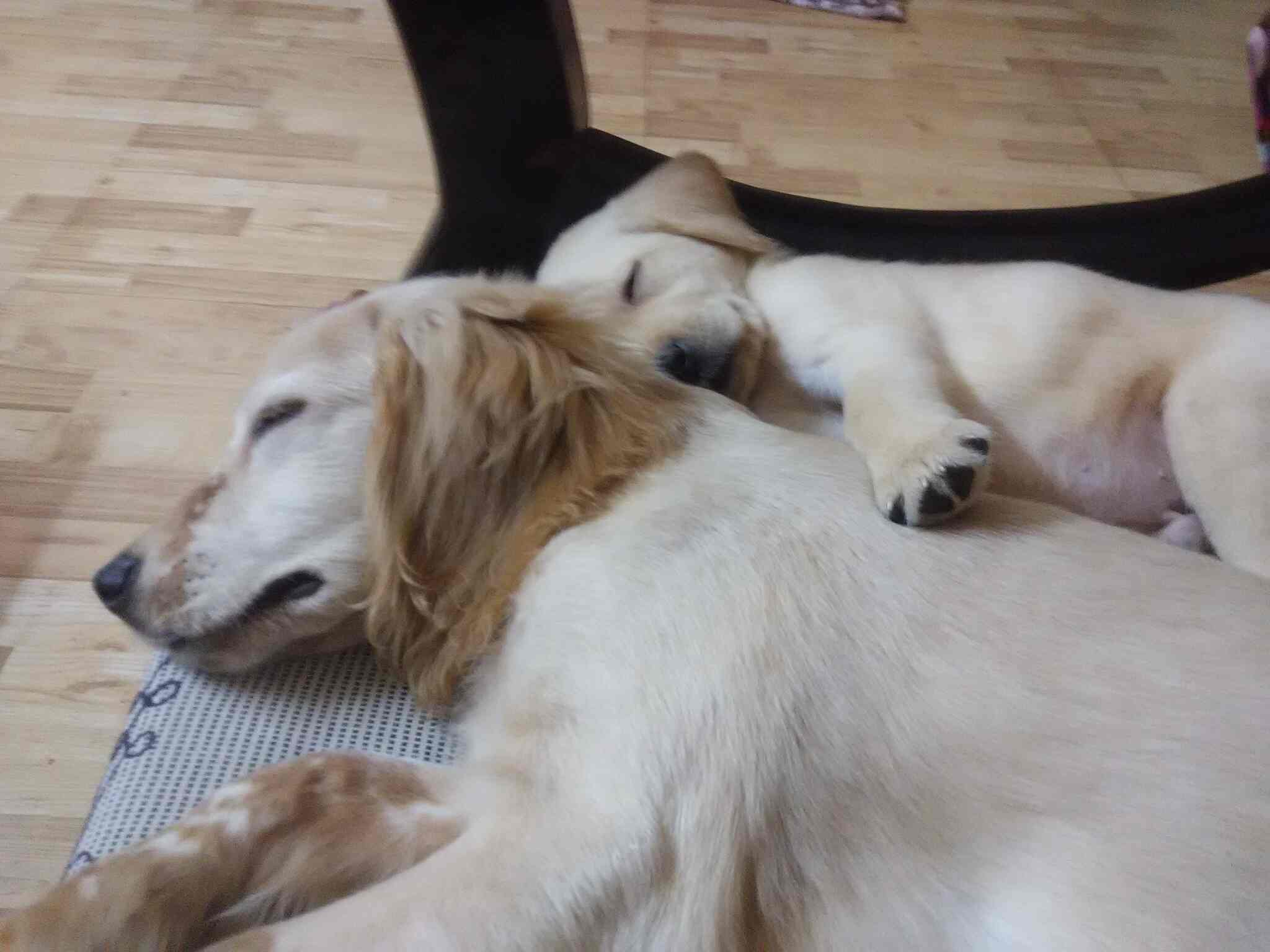 Top Dog Hostels in Nashik Best Dog Boarding Schools near me Justdial