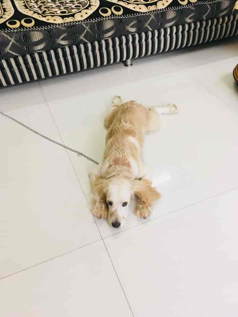 Top Dog Hostels in Nashik Best Dog Boarding Schools near me Justdial