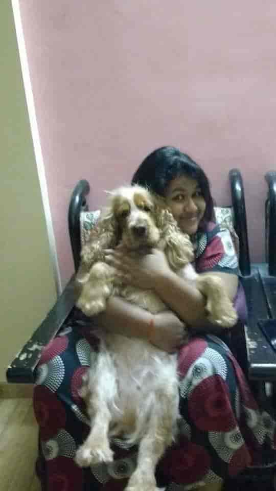 Top Dog Hostels in Nashik Best Dog Boarding Schools near me Justdial