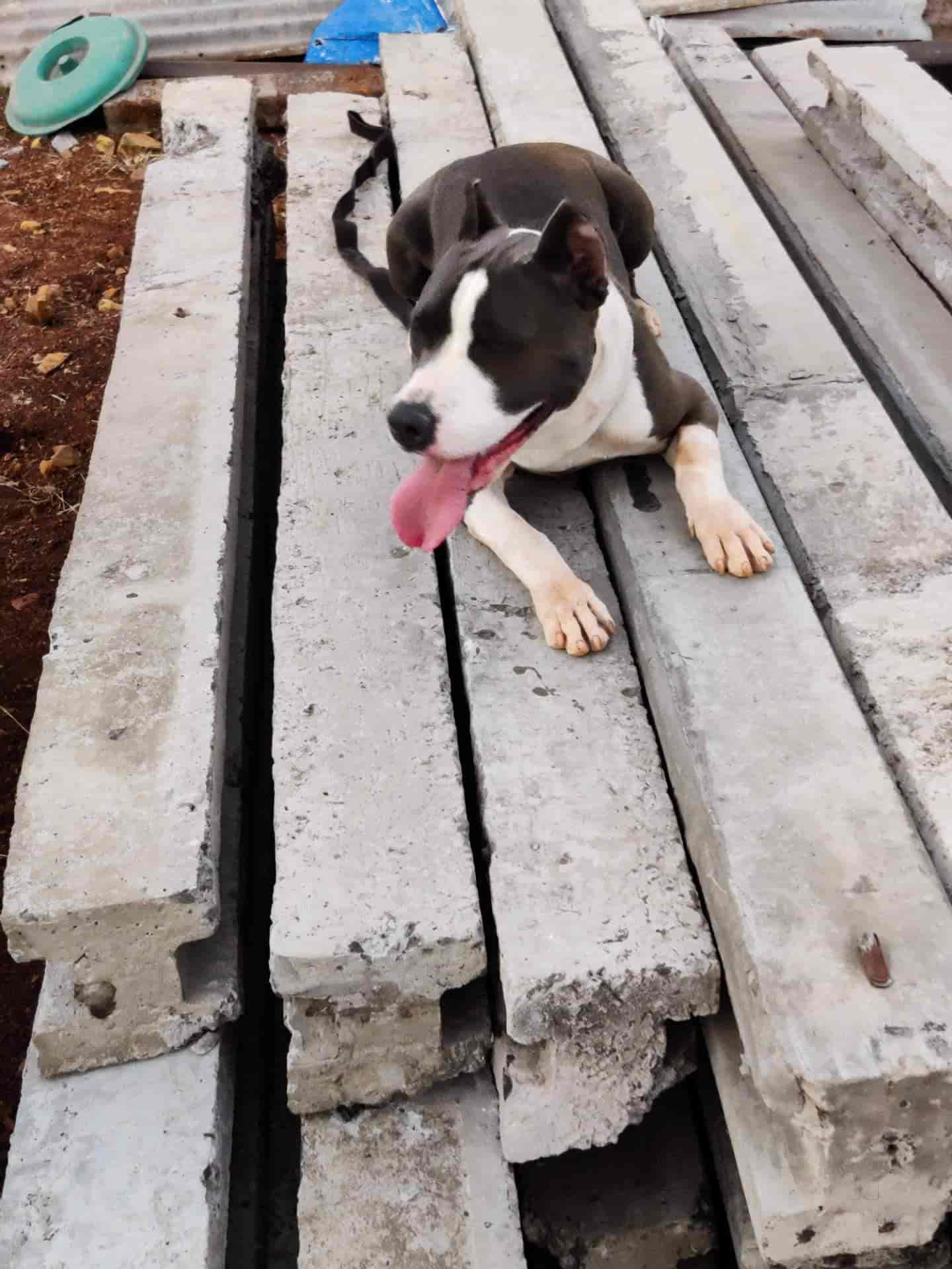 Top Dog Hostels in Nashik Best Dog Boarding Schools near me Justdial