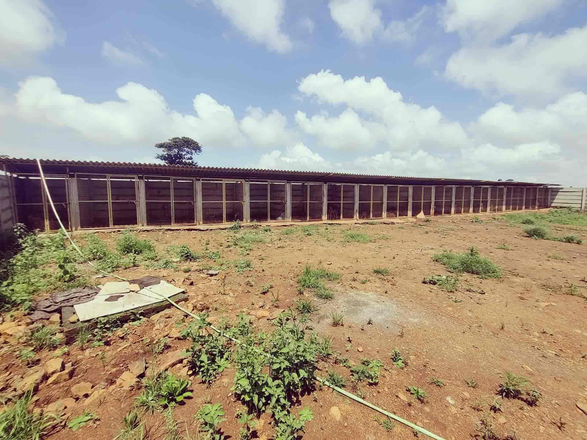 Top Dog Hostels in Nashik Best Dog Boarding Schools near me Justdial