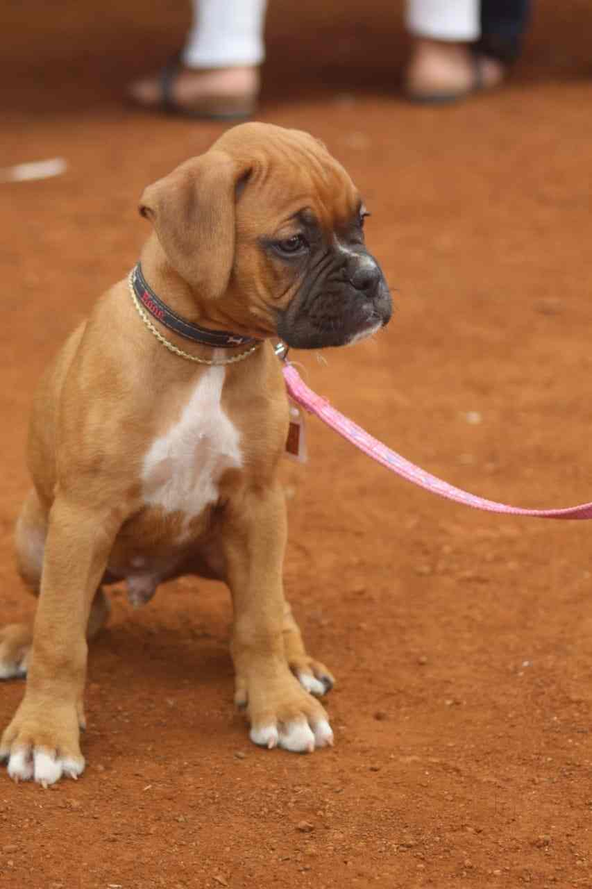 Top Dog Hostels in Nashik Best Dog Boarding Schools near me Justdial