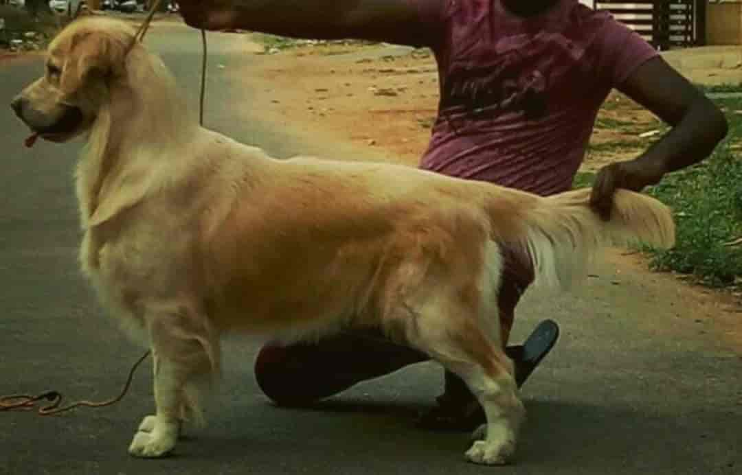 Top Dog Hostels in Nashik Best Dog Boarding Schools near me Justdial