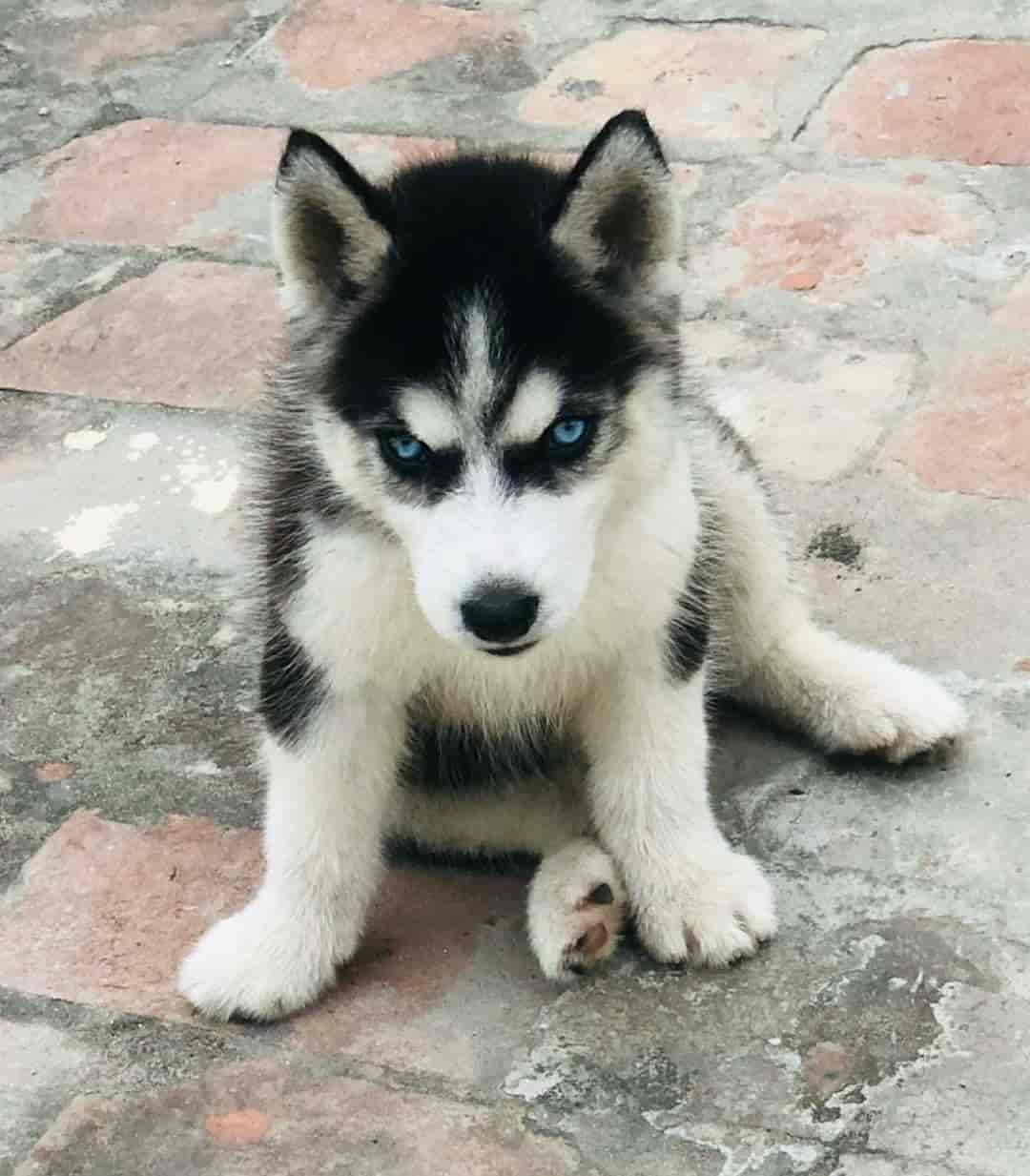 Top Dog Hostels in Nashik Best Dog Boarding Schools near me Justdial