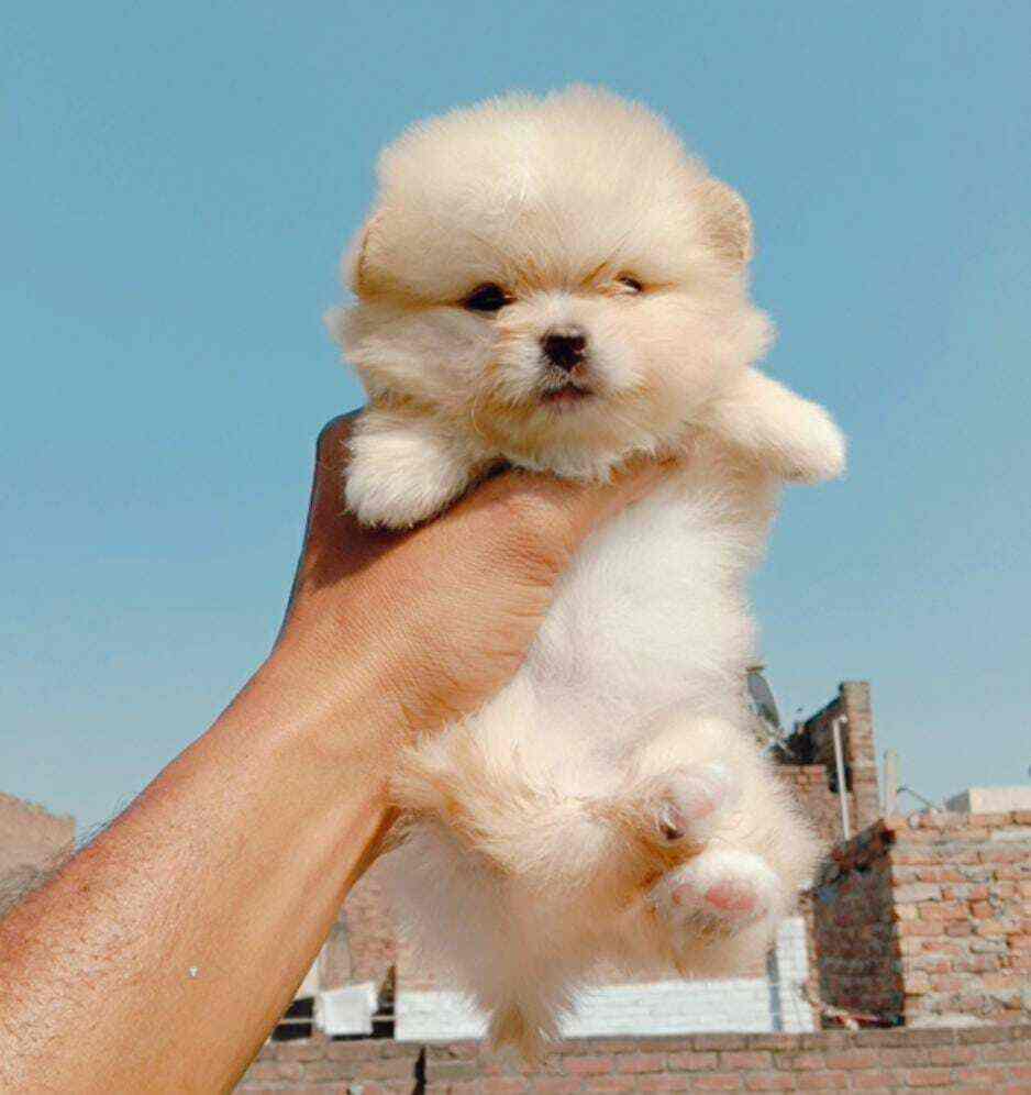 Top Dog Hostels in Nashik Best Dog Boarding Schools near me Justdial