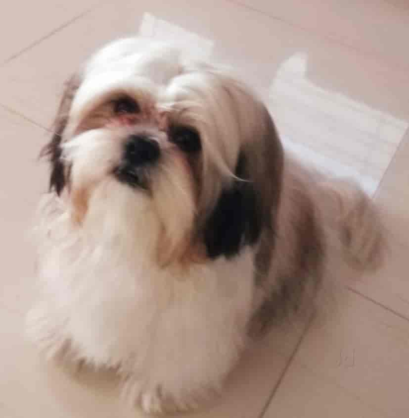 Top Dog Hostels in Nashik Best Dog Boarding Schools near me Justdial