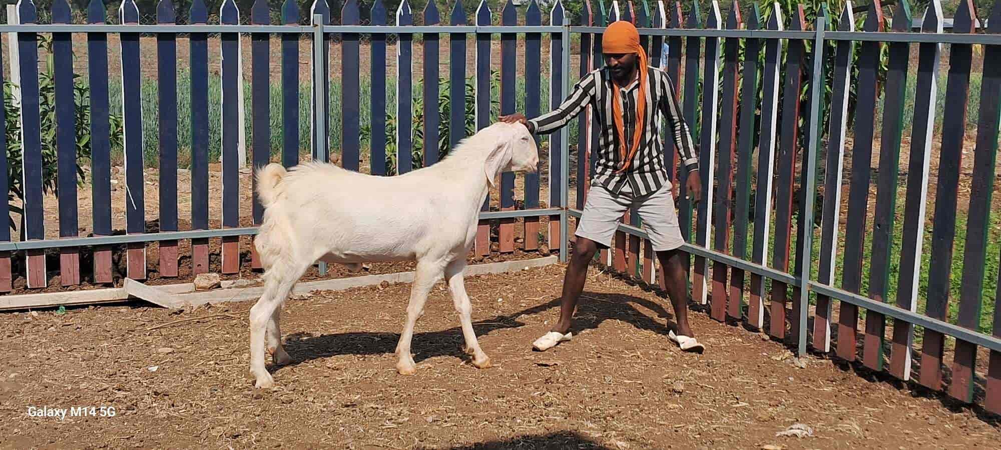 Top Osmanabadi Goat Farming in Nashik near me - Justdial