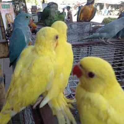 lovebird shop near me