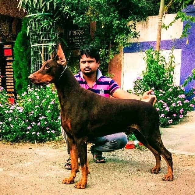 Top Dog Hostels in Nashik Best Dog Boarding Schools near me Justdial