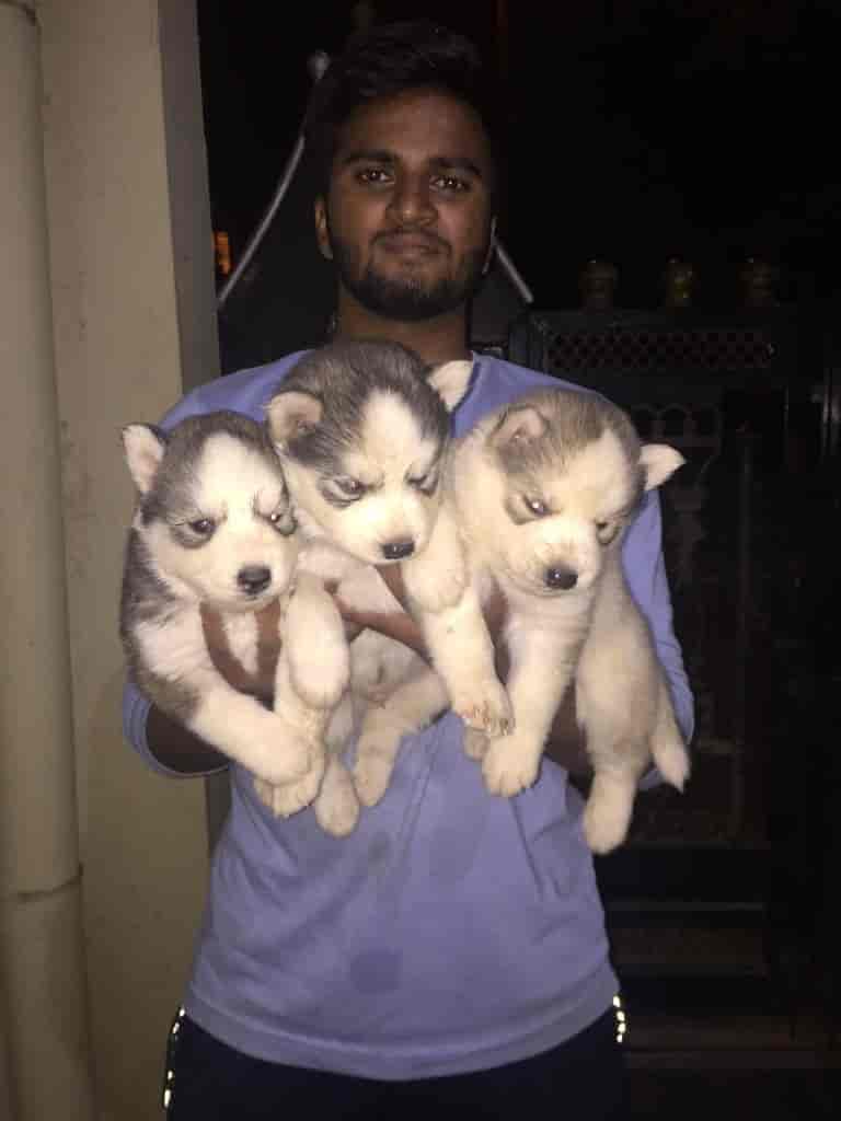 Top Dog Hostels in Nashik Best Dog Boarding Schools near me Justdial