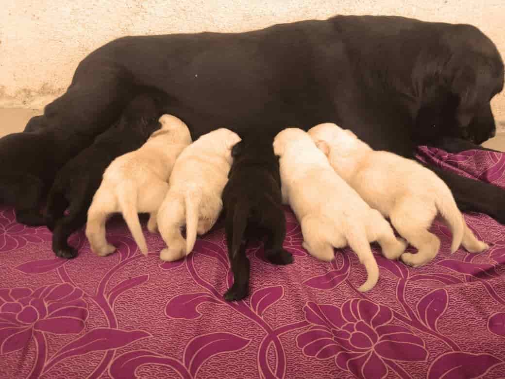 Top Dog Hostels in Nashik Best Dog Boarding Schools near me Justdial