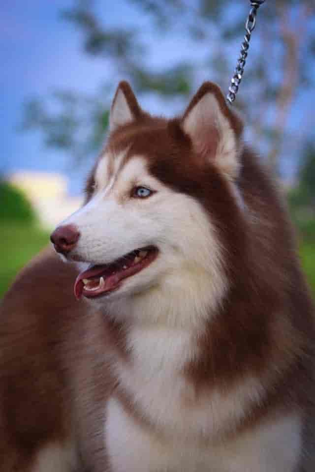 Top Dog Hostels in Nashik Best Dog Boarding Schools near me Justdial