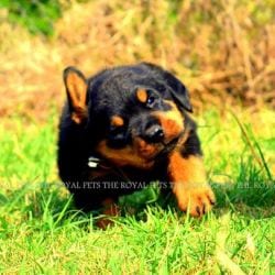 Top Dog Walking Services in Nashik - Best Dog Walking Services ...