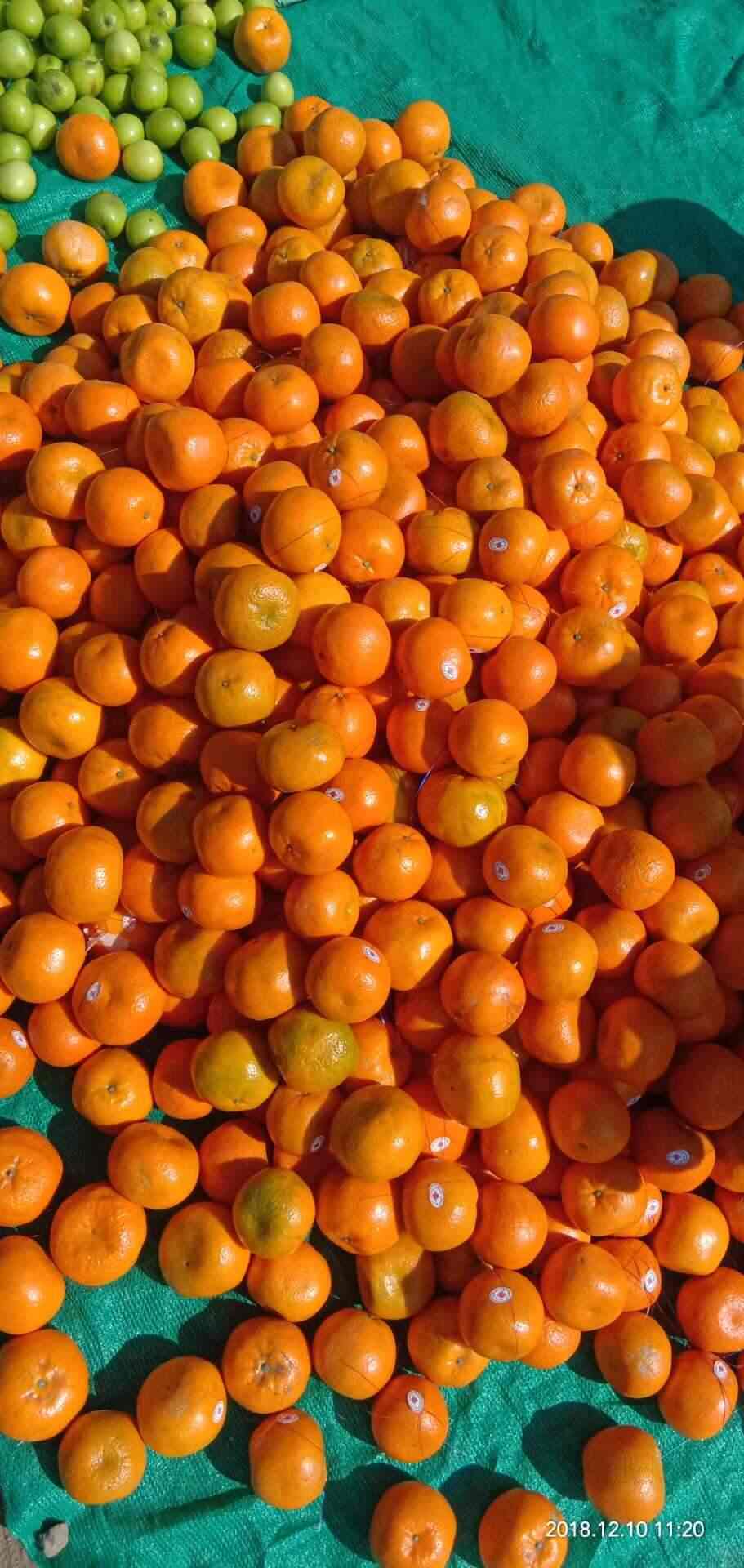 Vishal Fruit Company in Panchavati,Nashik Best Fruit Wholesalers in