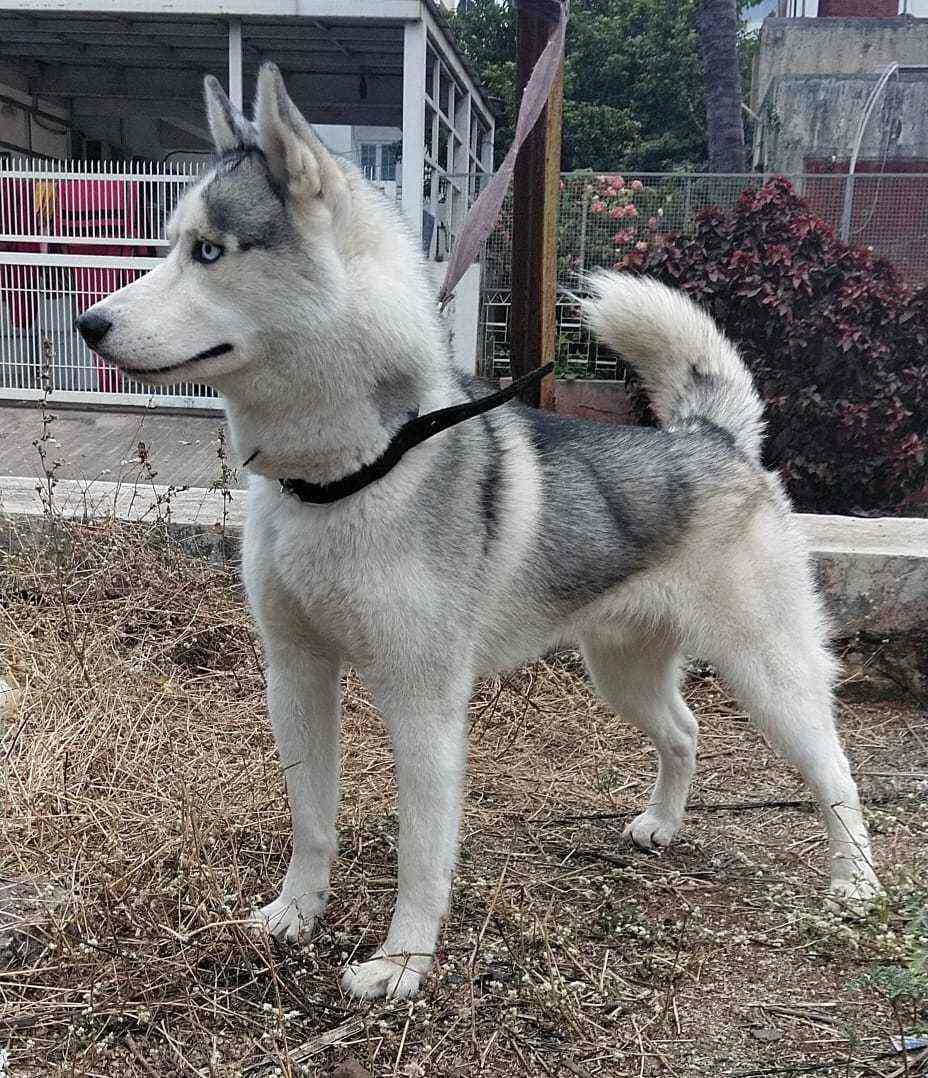 Top Dog Hostels in Nashik Best Dog Boarding Schools near me Justdial