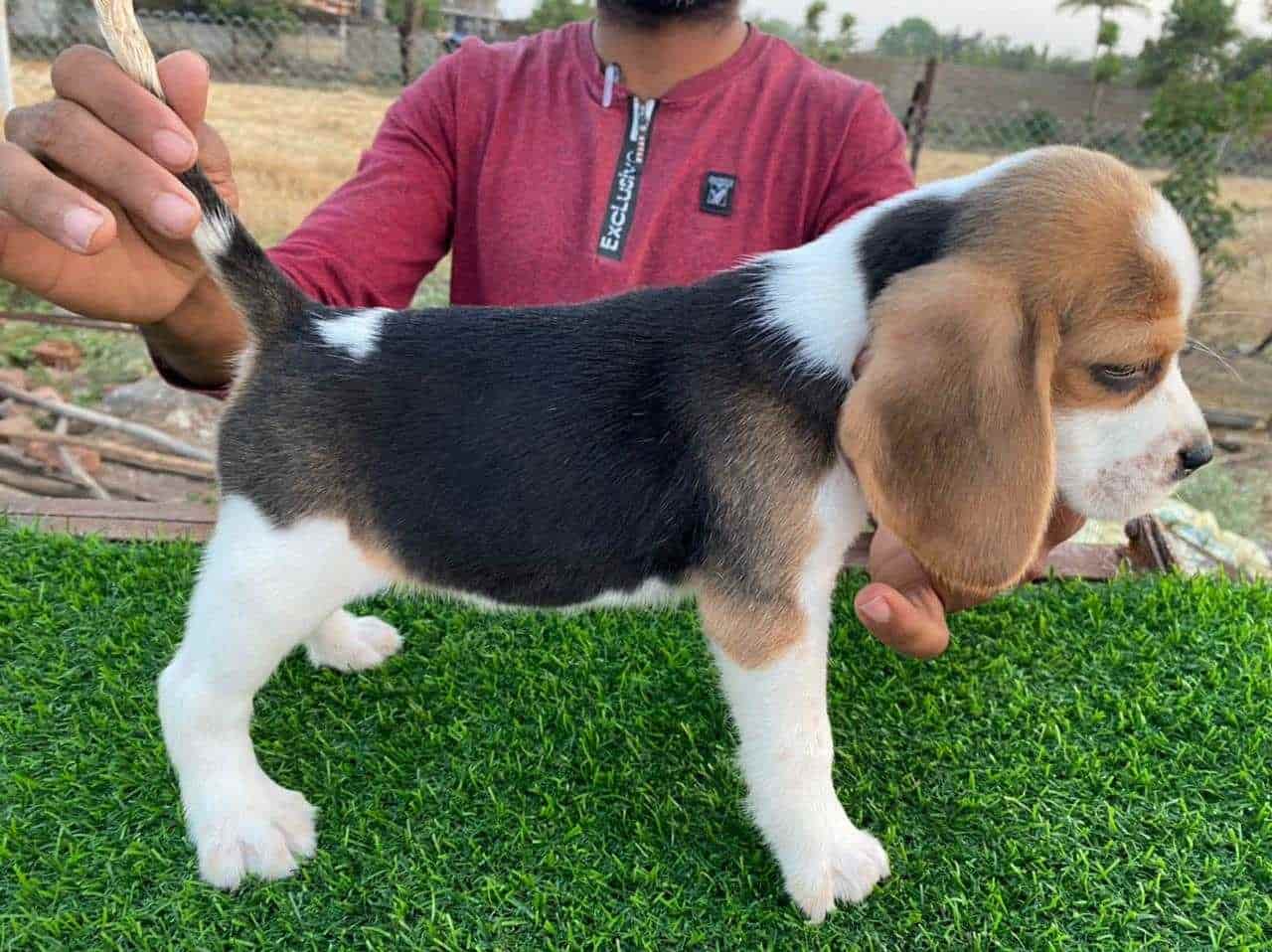 Top Dog Hostels in Nashik Best Dog Boarding Schools near me Justdial