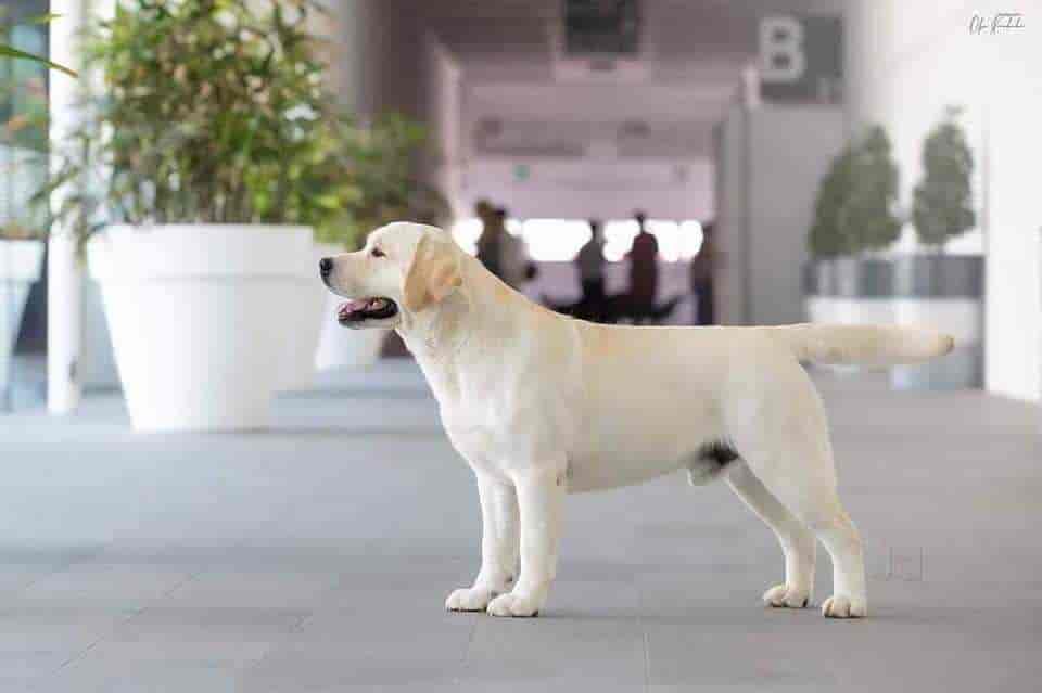 Top Dog Hostels in Nashik Best Dog Boarding Schools near me Justdial