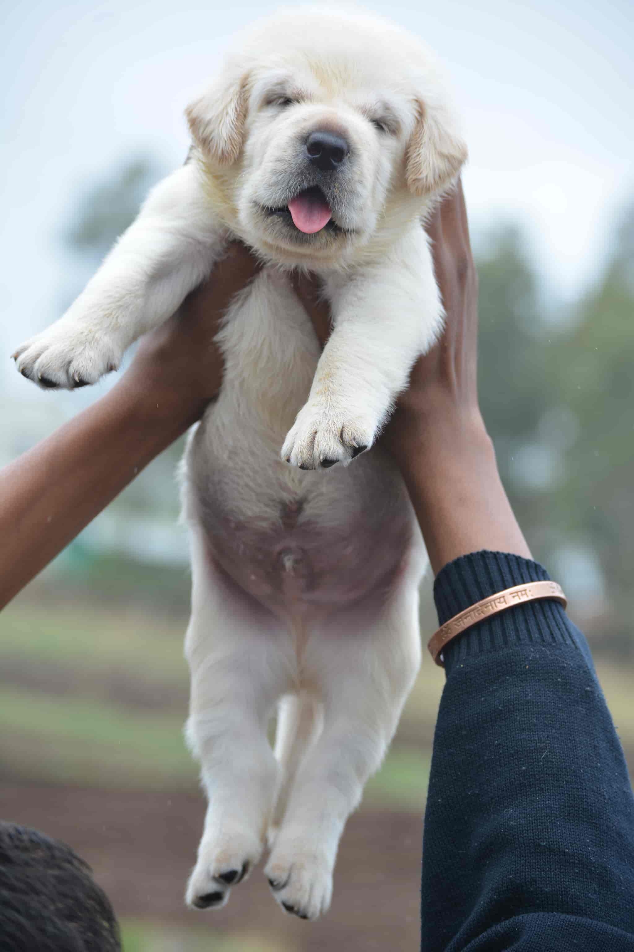 Top Dog Hostels in Nashik Best Dog Boarding Schools near me Justdial