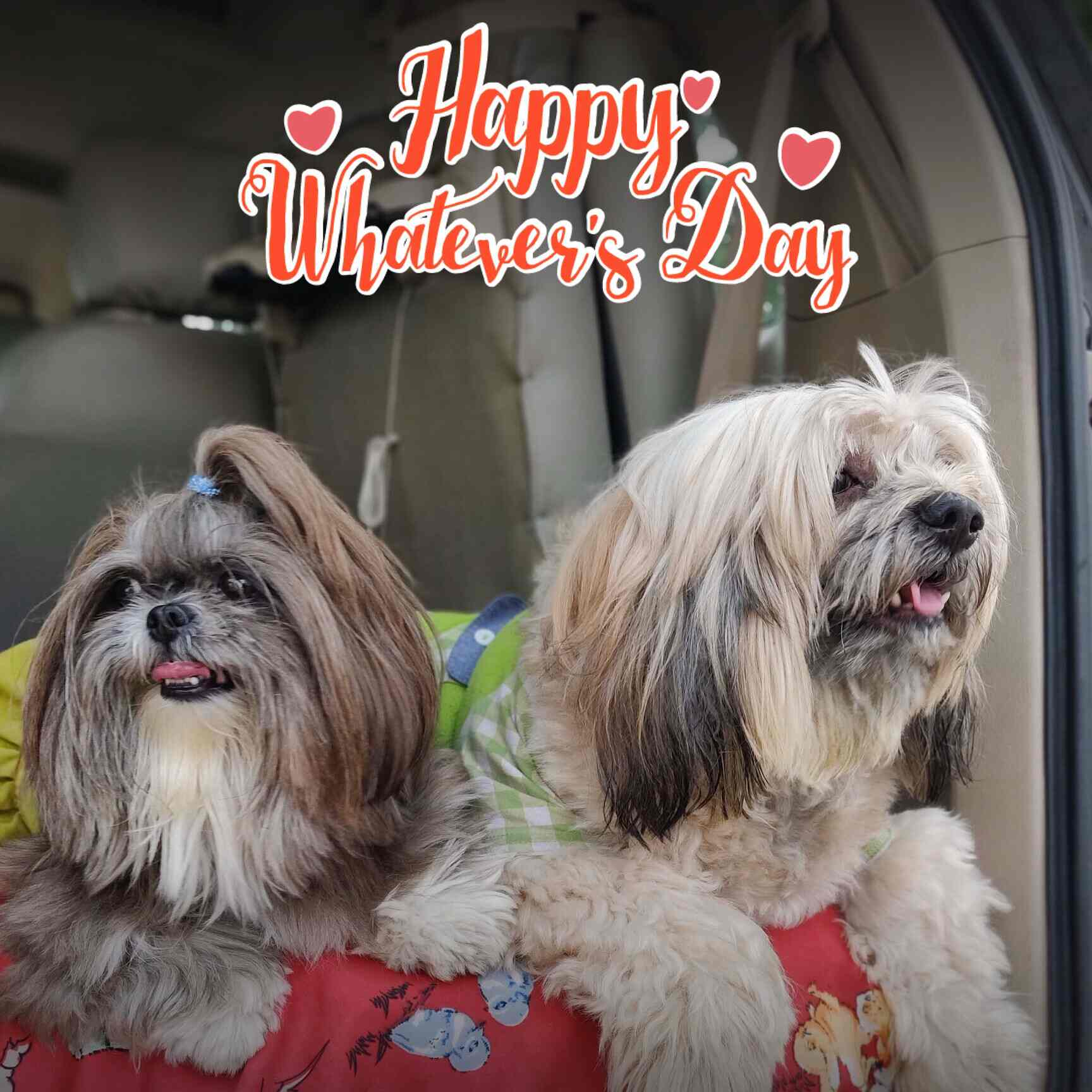 Top Dog Walker Dealers in Seawoods, Mumbai near me Justdial