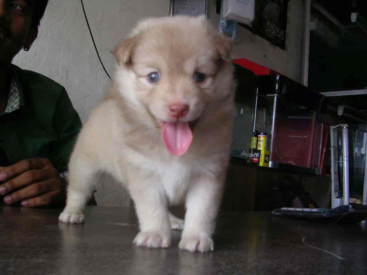 Tamezone Pet Shop and Aquarium in Airoli,Mumbai Best Aquarium