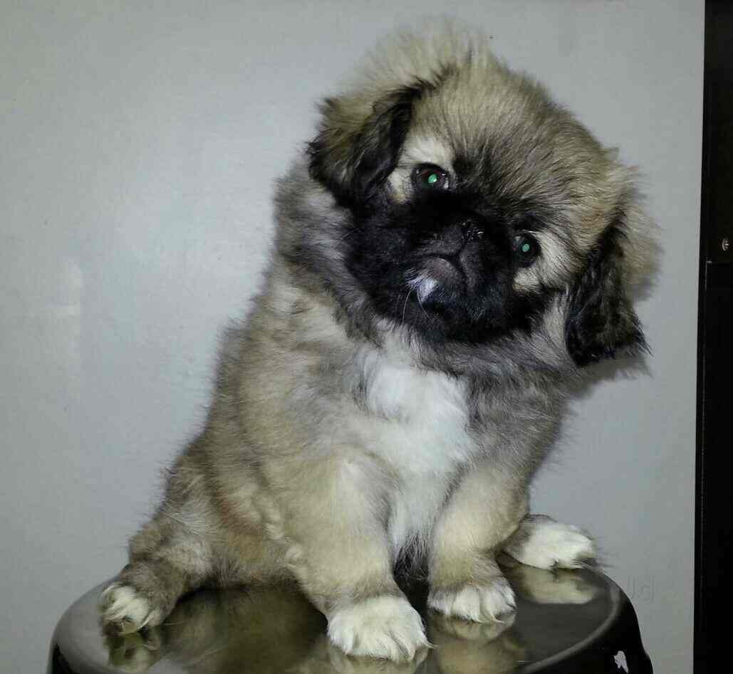 Tamezone Pet Shop and Aquarium in Airoli,Mumbai Best Aquarium