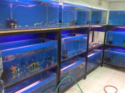 Galaxy Fish Aquarium Kamothe Aquarium Fish Dealers In Navi Mumbai Mumbai Justdial