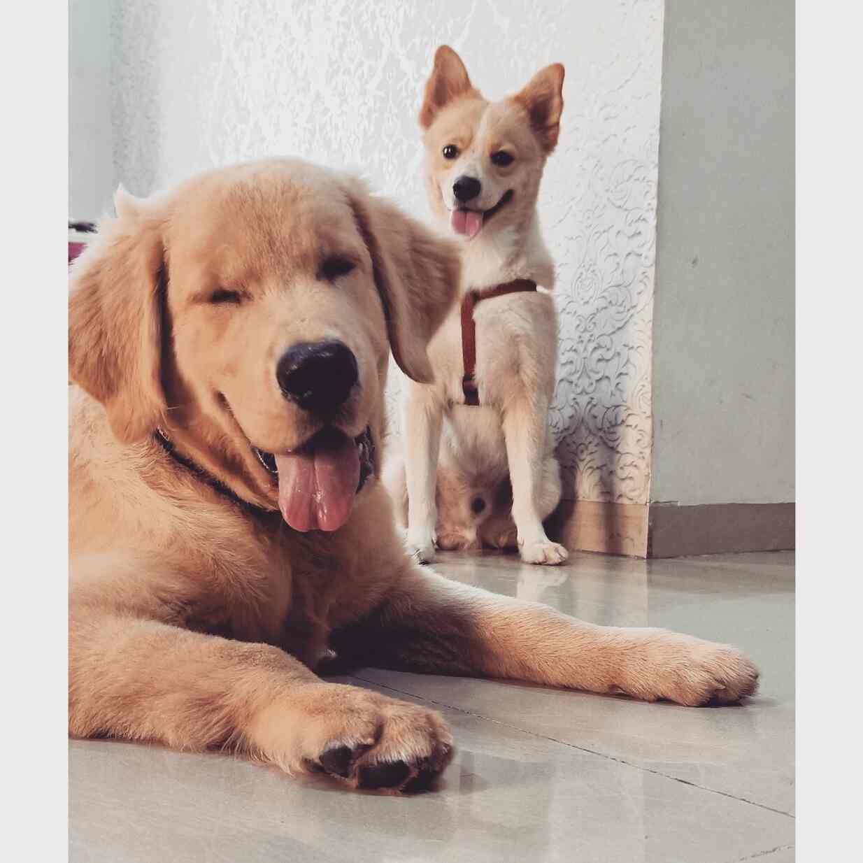 Top Cat Hostels in Kharghar Sector 24 Best Cat Boarding Services