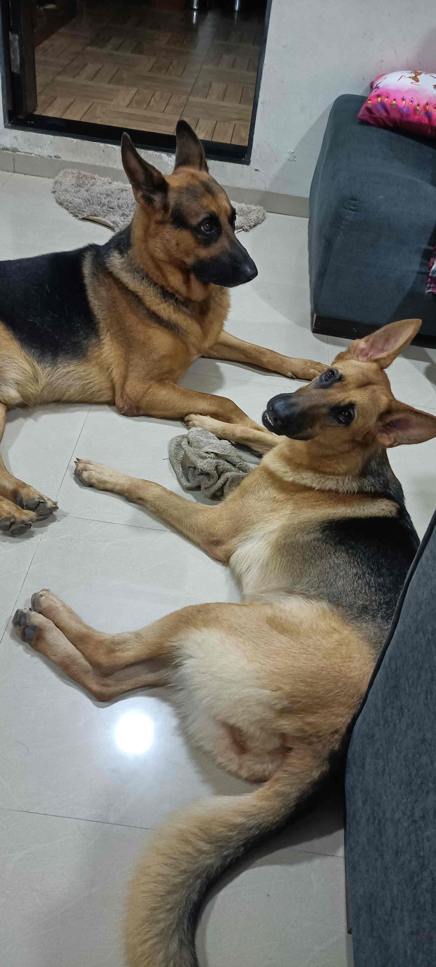 Top Cat Hostels in Kharghar Sector 24 Best Cat Boarding Services