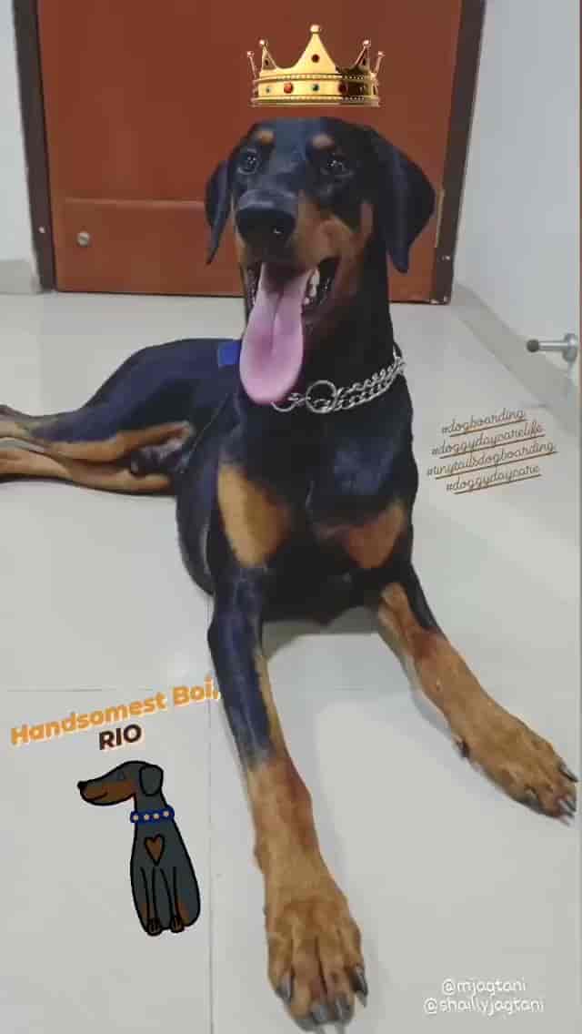 Top Cat Hostels in Kharghar Sector 24 Best Cat Boarding Services Mumbai near me Justdial