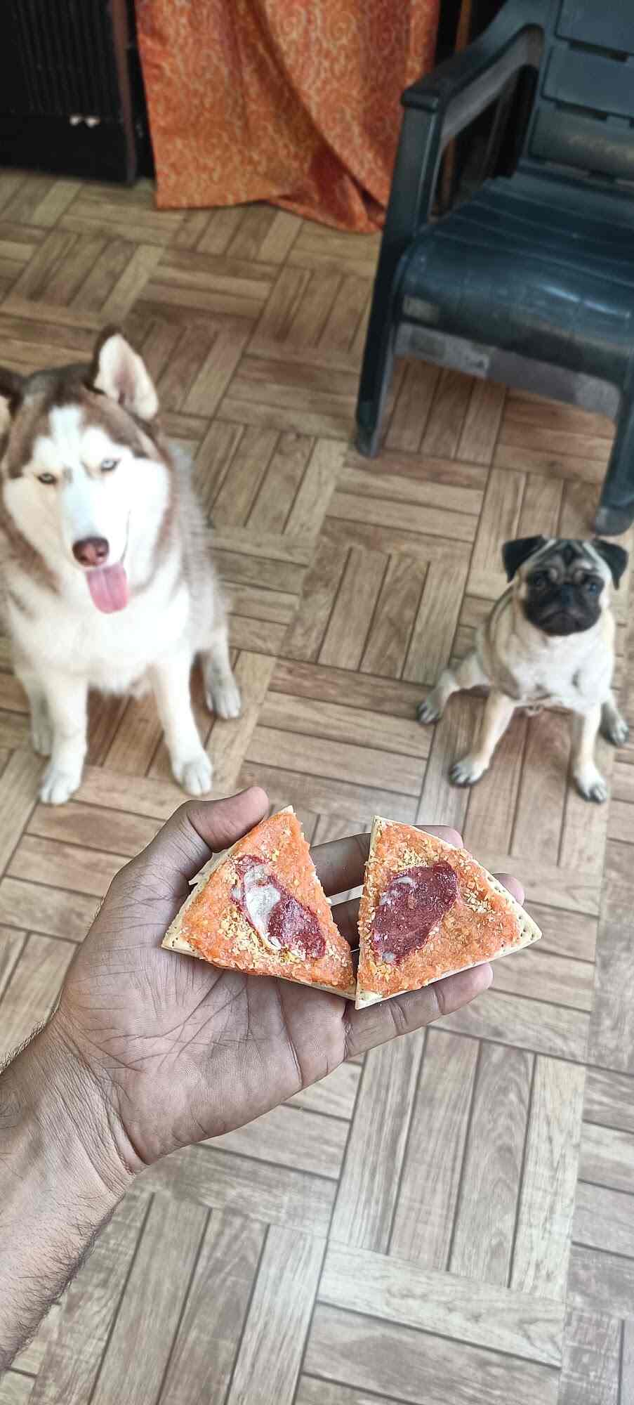 Top Cat Hostels in Kharghar Sector 24 Best Cat Boarding Services