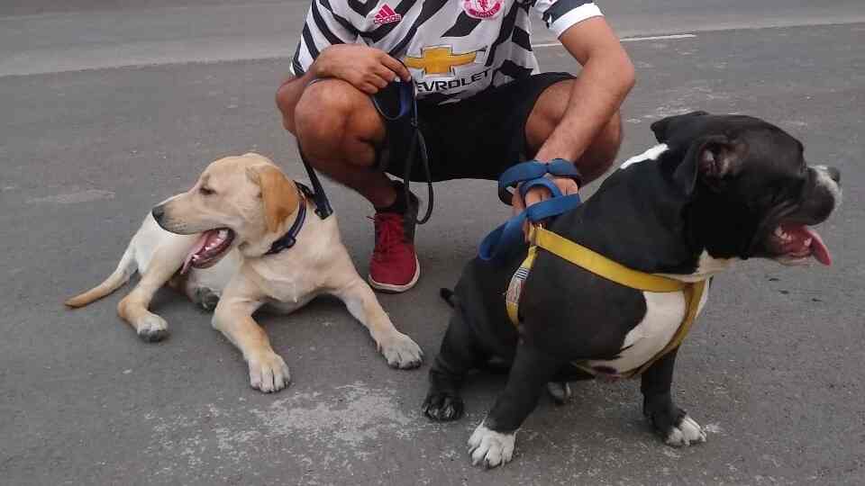 Top Cat Hostels in Kharghar Sector 24 Best Cat Boarding Services