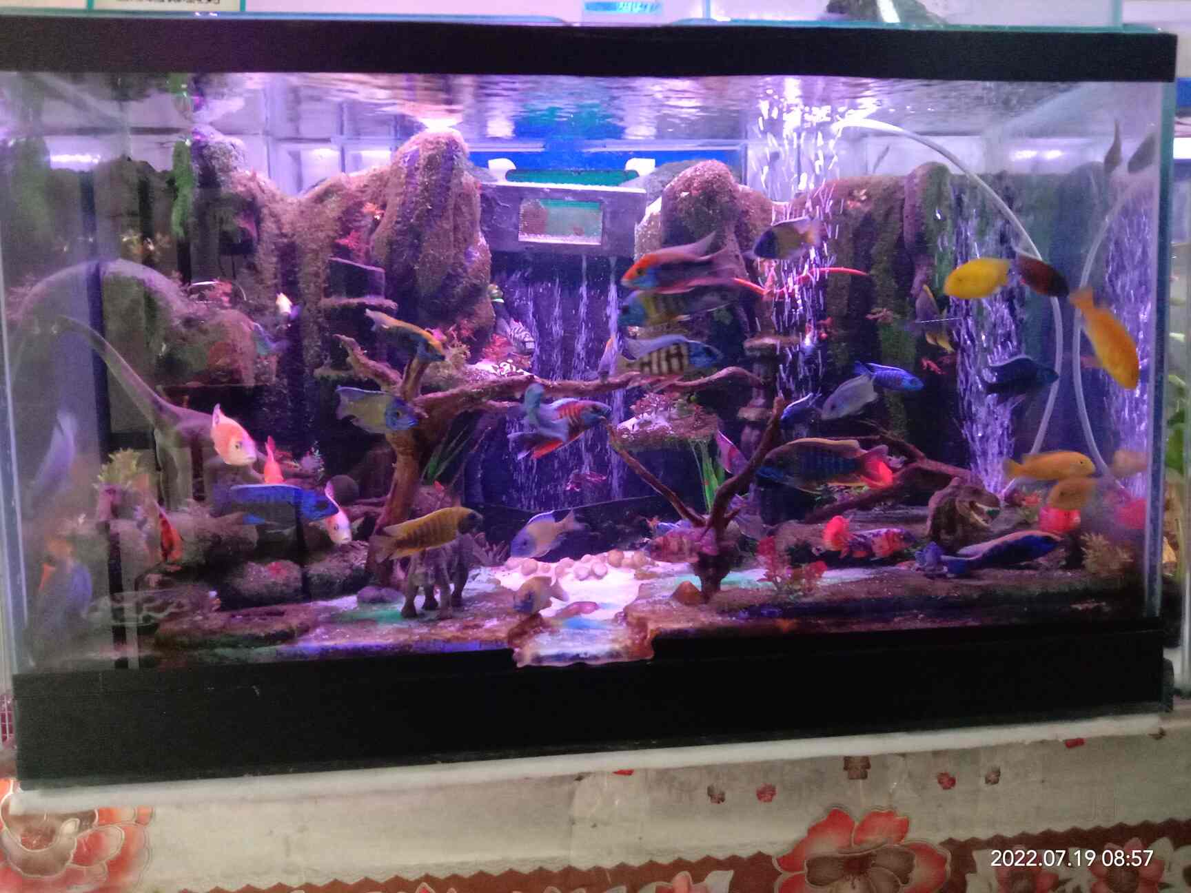 Top Dog Walker Dealers in Seawoods, Mumbai near me Justdial