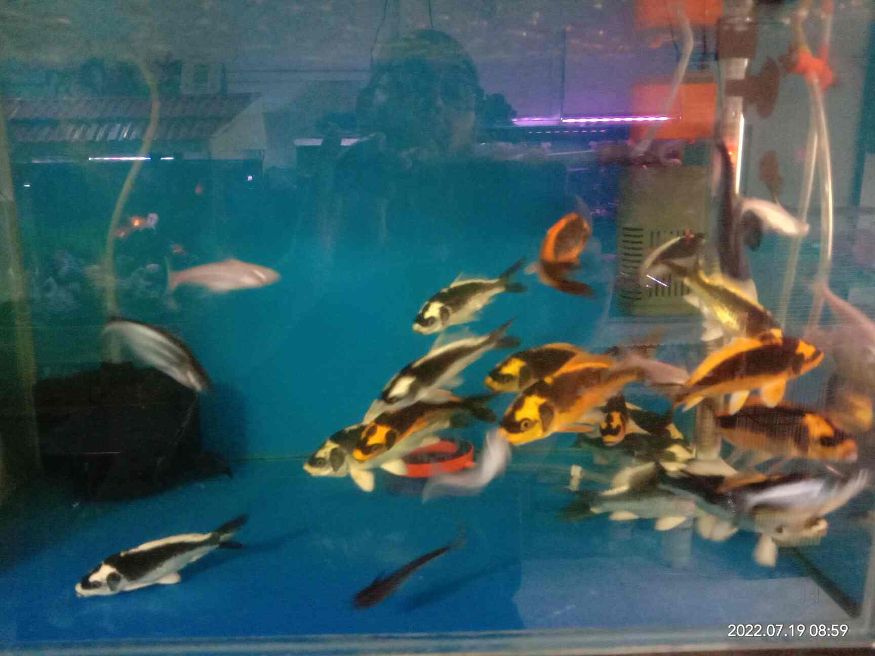 Top Dog Walker Dealers in Seawoods, Mumbai near me Justdial