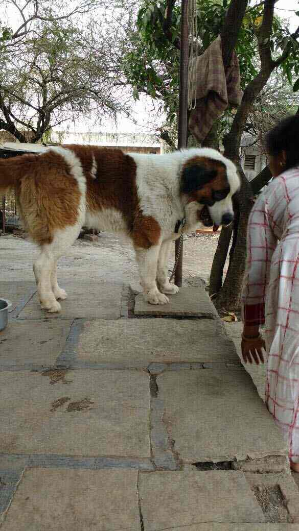 Top Dog Grooming Services At Home in Vashi, Mumbai near me Justdial