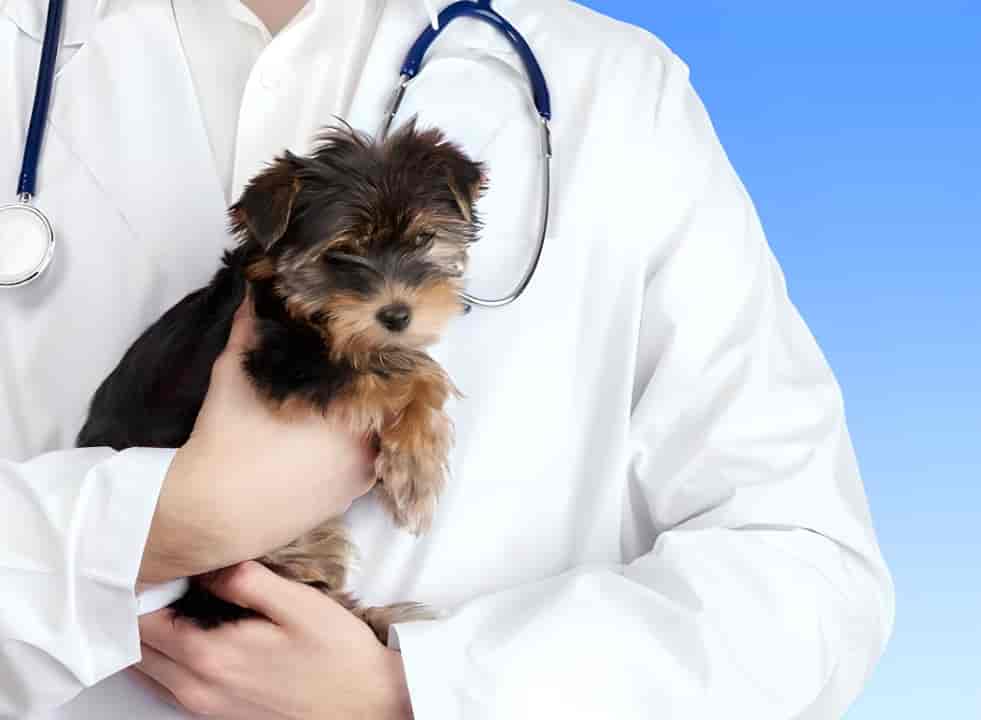Top Veterinary Hospitals in Mumbai Best Veterinary Doctors near me