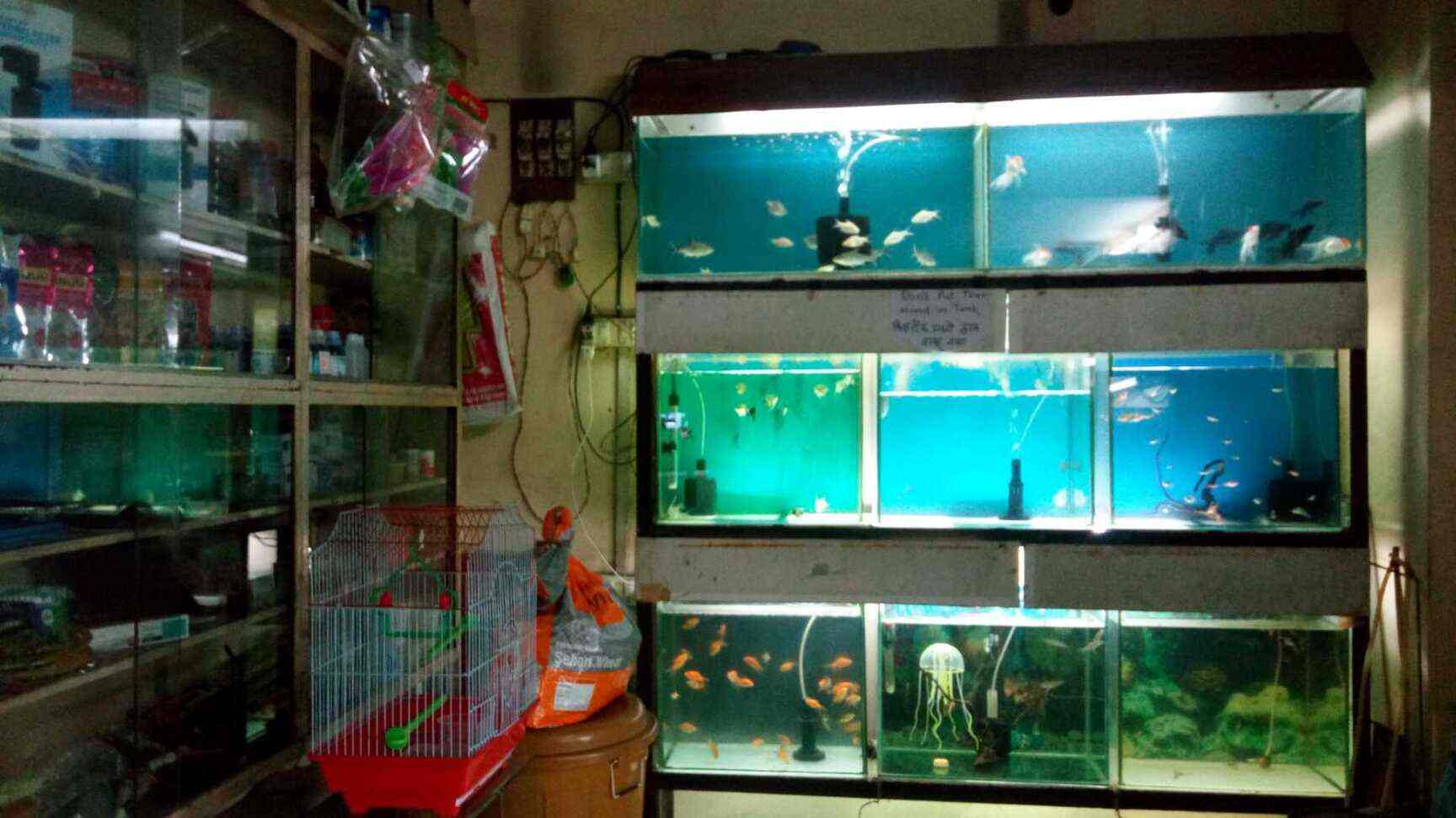 F R Fish Aquarium Nerul Aquarium Fish Dealers In Navi Mumbai Mumbai Justdial