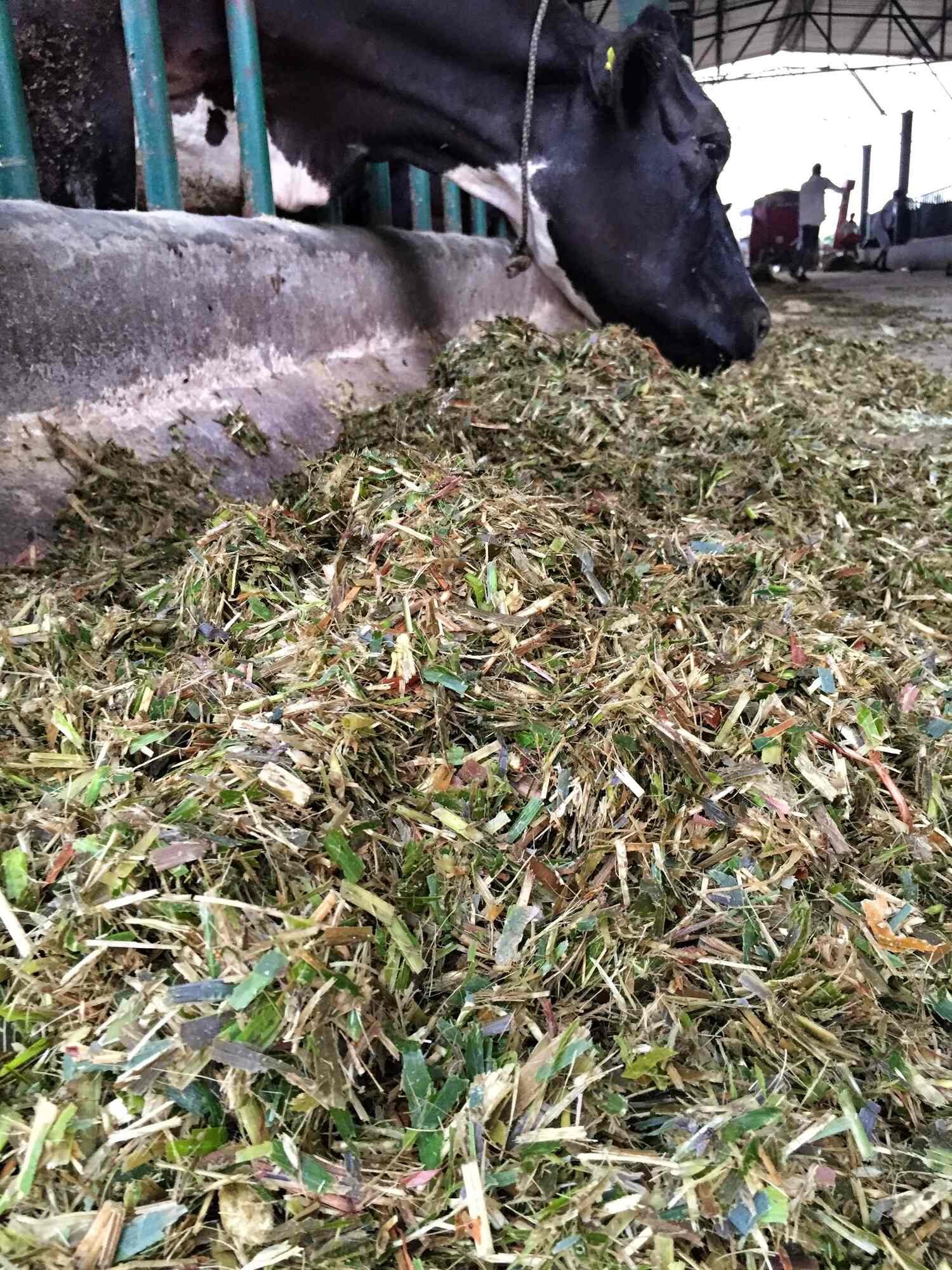 Top Dairy Equipment Dealers in Khanna डेरी इक्विपमेंट डीलर्स, खन्ना near me Justdial