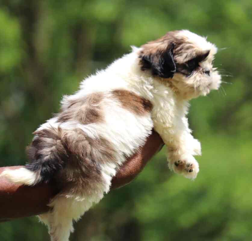 Top Pet Food Dealers in Nellore Best Pet Feed Stores near me Justdial