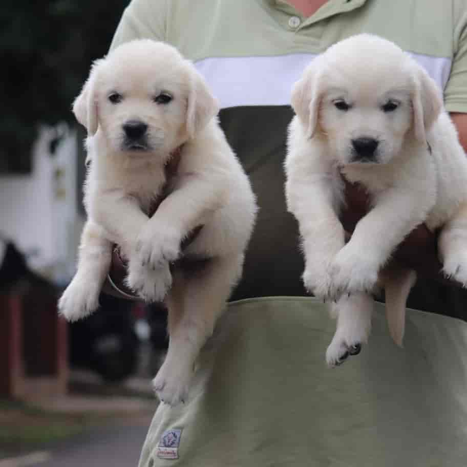 Top Pet Food Dealers in Nellore Best Pet Feed Stores near me Justdial